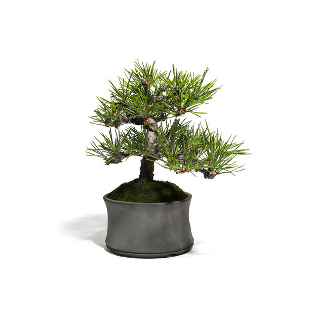 黒松　-Japanese black pine-　（推定樹齢30年） 詳細画像